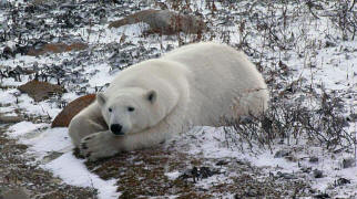 Polar bear on the coast of Hudsons Bay