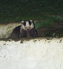 Badger