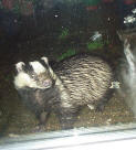 Badger