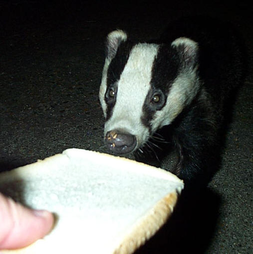 Badger