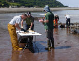 Trial Oyster Site- June 2014